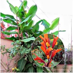 2 Banana Canna Musafolia Rhizomes